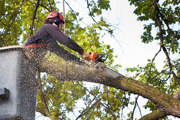 Best Tree Risk Assessment  in Barberton, OH